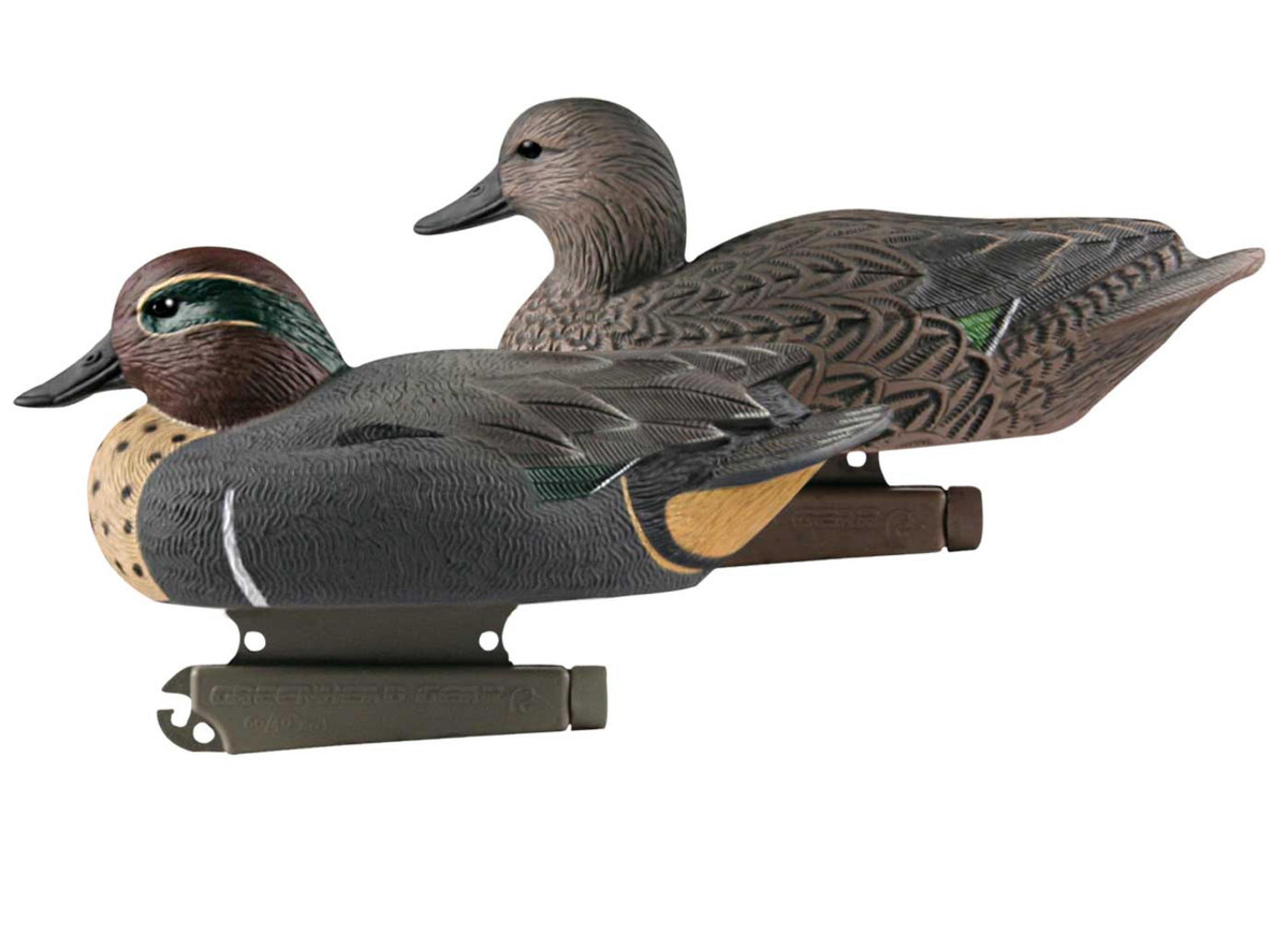  Life- Size Green- Winged Teal